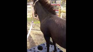 Zazu the zorse walking over pallet