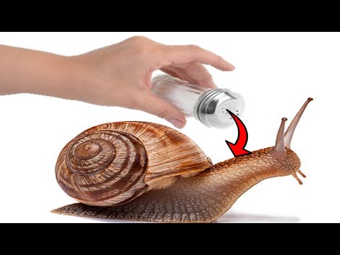 Why Do Snails and Slugs Die From Salt?