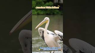 Download lagu [China Travelogue] Nansha Bird Park: A Free-Roaming Haven for Waterfowls mp3