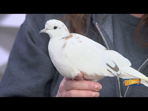 Meet Tulip the Ring-Necked Dove | Scovill Zoo - YouTube