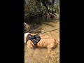 Underwater Dog Tricks