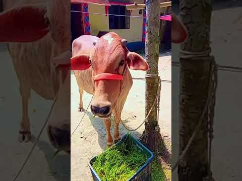 #foryou #shortvideo #bts #kow#