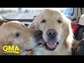 This blind dog has his very own guide dog | GMA Digital