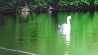 ** JACK JOHNSON .. ENEMY..**