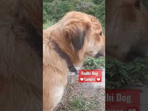 Lovers Gaddi Dog 💟 💟 @jaikumarjik8294 #jaikumarjik8294 #jikjai