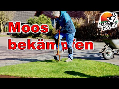 Moos im Rasen? Tipps zur Moosbekämpfung auf Rasenflächen. Sand hilft immer!