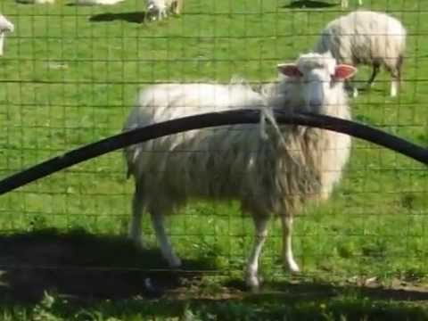 Durante primavera su una faccia di una lentiggine I migliori pacchi di faccia e la decolorazione