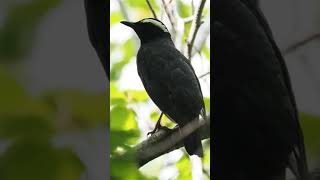 Download lagu Burung Anis Siberia (Geokichla sibirica) mp3