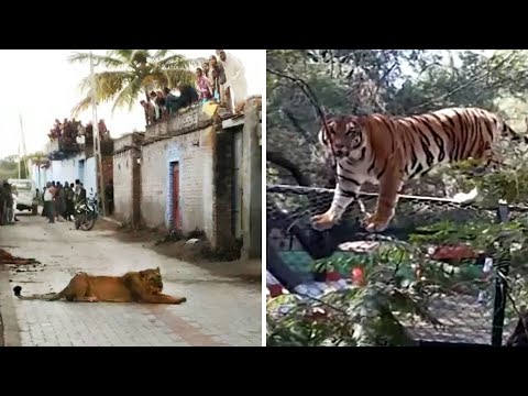 20 Wild Animals Escape From the Zoo