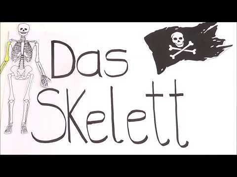 Erklärvideo - Das Skelett