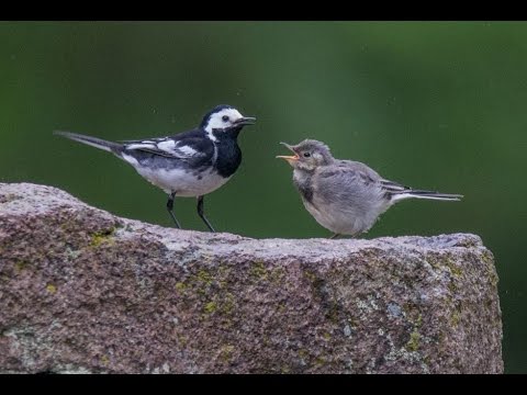 download lagu mp3 mp4 Pied Wagtail Fledgling, download lagu Pied Wagtail Fledgling gratis, unduh video klip Pied Wagtail Fledgling