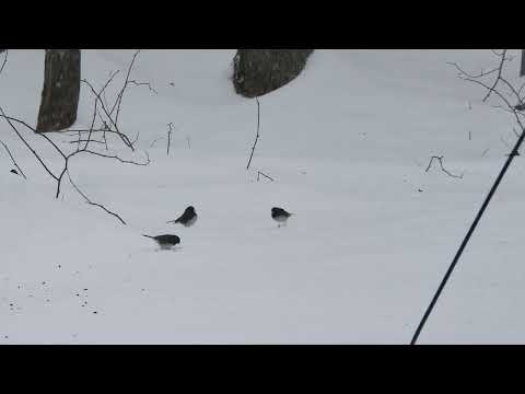 Juncos in snowstorm Feb 25 2022 Monroe MA