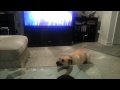 Dog Tantrum