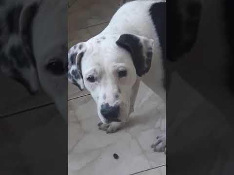 borinha caçando besouro