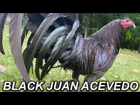 QUALITY !! Beautiful Black Birds - JUAN ACEVEDO FARM in Kentucky USA