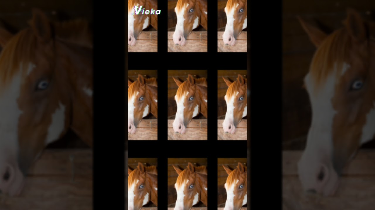 Cavalli con occhi azzurri/Horses with blue ayed