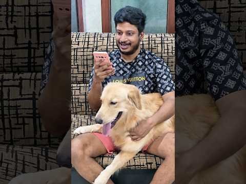 අතේ මාට්ටු #goldenretriever #dogshorts #funvideo