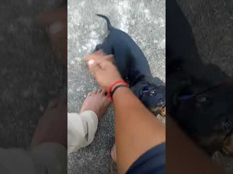 Funny..._Puppy DOG🐶