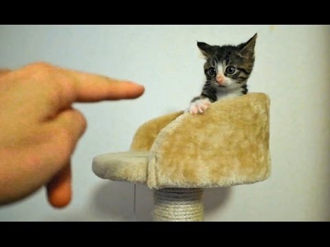 Nikita's Funny Defensive Sounds (as a Cat & Kitten)