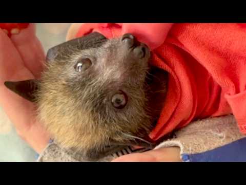 Daily life in batty baby season:  Maggie with Augie