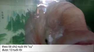 preview picture of video '"Cụ" Cá La Hán khủng nhất Tây Nguyên'