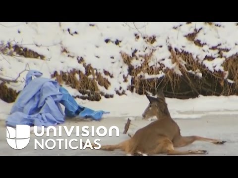 El angustioso rescate de un venado que quedó atrapado en un río helado