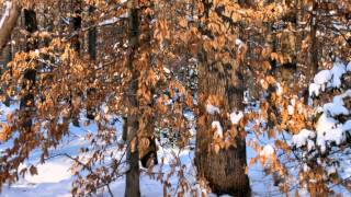Breath Sanctuary Meditation (Dirgha Pranayama) with Steve Wolf E-RYT 500
