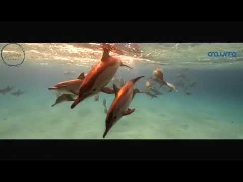 Liaison Property - Azzurra Sahl Hasheesh - Red Sea, Egypt