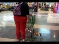 Keaira The Assistance Dog First Heel With A Trolley