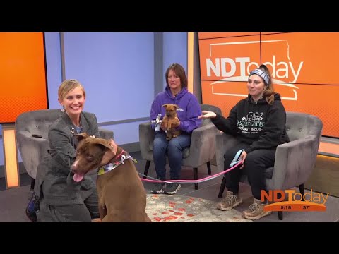 ND Today: Furry Friends - YouTube