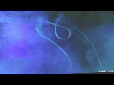 Dogora, the Space Monster appears in Fukuoka