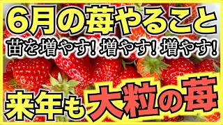 【家庭菜園のイチゴ】6月にやるべきこと！苗をどの親株から何株作るのか計画を立てよう【初心者にはポット受けがおすすめ】