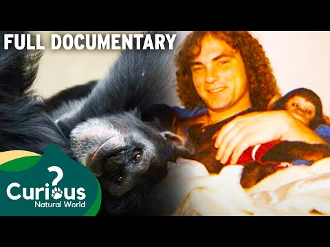 The Chimp That Changed This Mans Life Forever | Full Documentary | Predator Pets