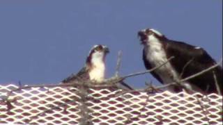 preview picture of video 'An osprey feeding a young osprey that is nearly ready for flight'