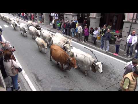 1^P. LA TRANSUMANZA DI MUCCHE : FIERA DI S.LUCA DEMONTE (CN) 12 - 10 - 2014.