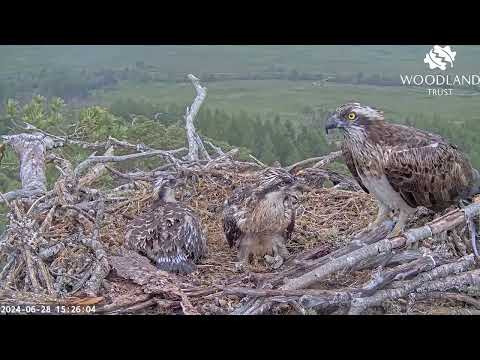 Dorcha the Loch Arkaig Osprey returns after the fish fairies have fed the chicks 28 Jun 2024