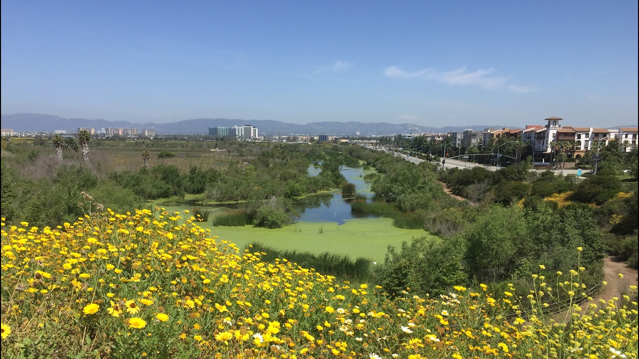 Live webcam view of LMU Native Garden Bird Feeder Cam