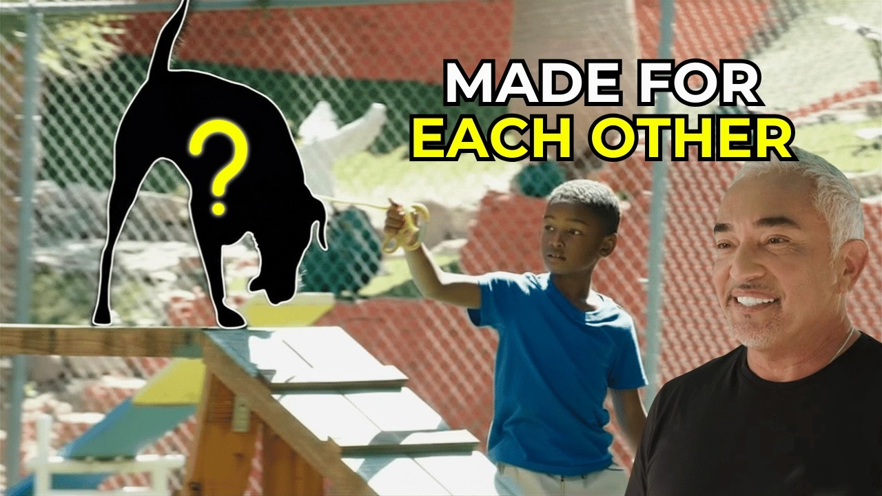 The Biggest Mistake Families Make When Choosing a Dog | Better Human Better Dog | S04E01