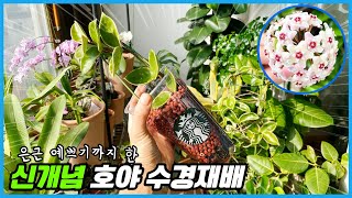새로운 방법의 호야 수경재배!! 너무 예뻐서 인테리어 효과도 만점!!