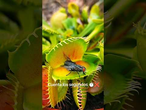 plantas carnivoras Colombia Piendamo Cauca