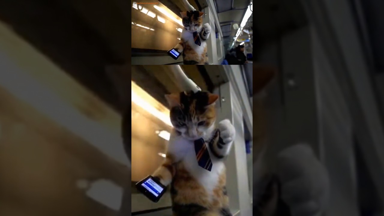 【Sora AI】もしも猫が人間のように生活していたら 驚異の生成AIが描く猫の1日【Cinematic Vlog】