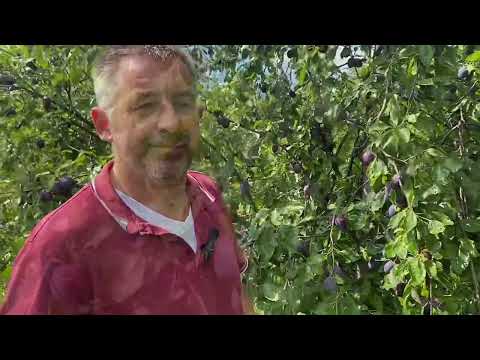 Zwetschgen Ernte 2023