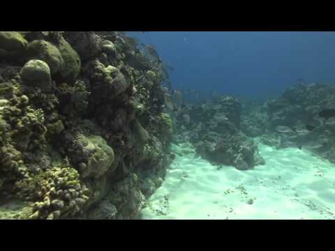 Ashmore Reef: a busy reef