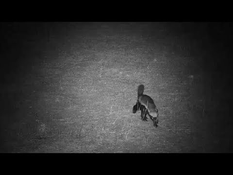 Djuma: Honey Badger back for another visit - 00:30 - 10/13/19