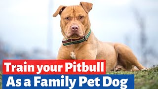 How to Train your Pitbull dog to be a Good Family pet? EASY Pitbull Training Tips
