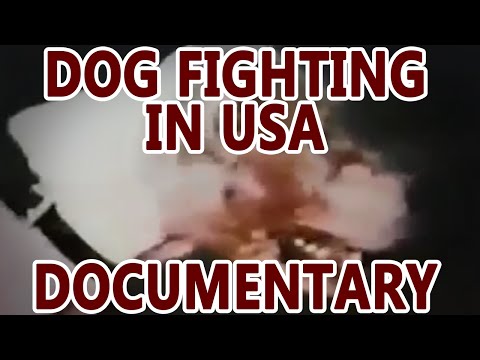 Dog Fighting in the USA (documentary)