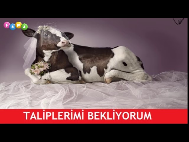 nefis yemek tarifleri
