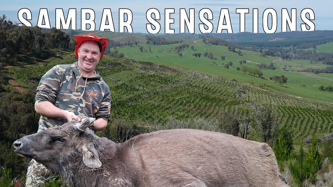 AHP Outdoors - NSW State Forest Fallow & Sambar Deer Hunting | The Ultimate Hunting Adventure Film