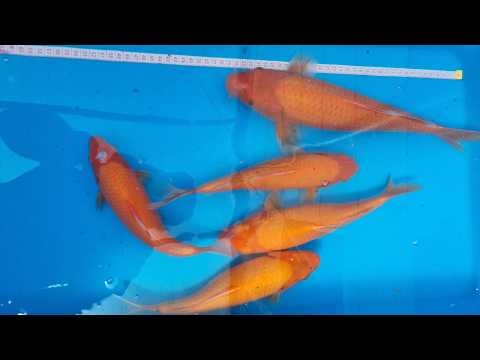 Video pregled koi ribe