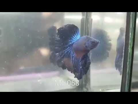 (MV-068) Black Blue Rose Tail Halfmoon Male Betta